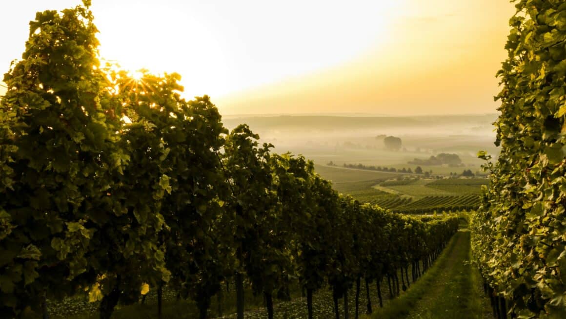 vignoble